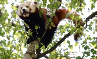 Le Jardin zoologique de la ville de Lyon a réuni cette semaine deux jeunes pandas roux, espèce en voie de disparition, pour tenter de les voir se reproduire, a-t-on appris mercredi auprès de la ville.