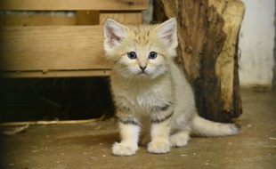 L'un des chats des sables nés en captivité au zoo de la Tête d'Or à Lyon.