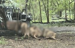 Un gardien de zoo tué par des lions en Thaïlande