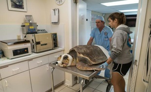 Une tortune marine est emmenée au bloc opératoire du "Turtle hospital" à Marathon, en Floride, le 14 janvier 2016