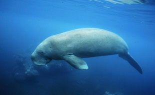 Photo non datée d'un dugong, mammifère marin, au large des côtes de Nouvelle-Calédonie, fournie le 20 octobre 2015 par l'Agence des aires marines protégées de Nouméa
