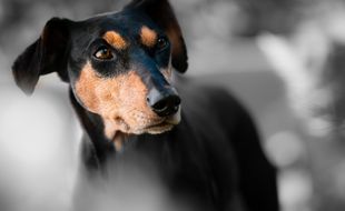 Un pinscher. Illustration.