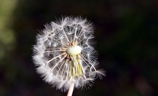 Illustration pollen