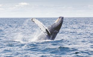 Une baleine (illustration)
