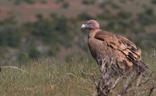 Un vautour dans le parc national des Cévennes.
