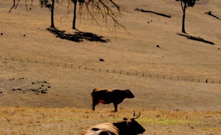 Dans les prés d'une exploitation du sud-ouest australien le 2 janvier 2010