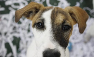Illustration de Jack Russel Terrier