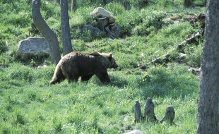 Deux ourses de souche slovène vont être relâchées samedi dans le Béarn.