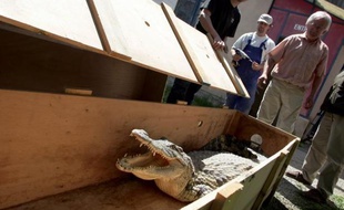 Un trio d'alligators albinos, une forme rarissime de cette espèce, est présenté depuis quelques jours au parc Alligator Bay, à Beauvoir (Manche), près du Mont-Saint-Michel