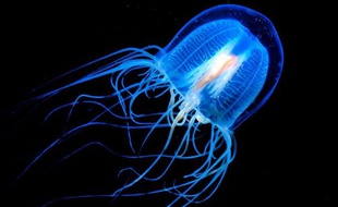 Une méduse cousine du turritopsis nutricula.