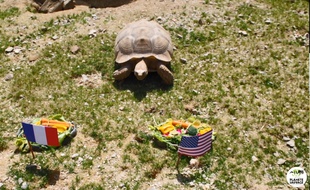 Ariane, la tortue pronostiqueuse de Planète sauvage.