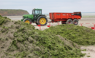 Un tracteur ramasse les algues vertes sur la plage de la Grandville, Ã Hillion, ici en juin 2021.