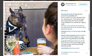 Un restaurant australien accueille les chiens comme les autres clients.