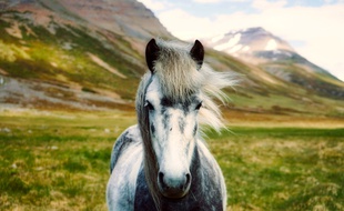 Illustration d'un poney.