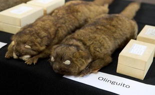 Originaire des Andes, l'olinguito, un mystérieux petit mammifère ressemblant à un chat avec une tête d'ours en peluche, est la première nouvelle espèce de carnivores identifiée sur le continent américain depuis 35 ans, ont annoncé des scientifiques jeudi.