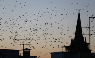 Illustration: Des oiseaux volent près d'une église le 8 octobre 2015.