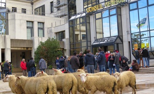 Venus avec des moutons, les agriculteurs sont rassemblés dans la cour et dans le bâtiment de l'hôtel du département.