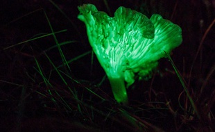 Un champignon vieux de 20 millions d'années ramené à la vie ( illustration)