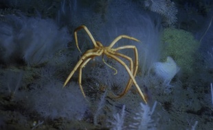 Les créatures improbables des abysses - Le Rewind