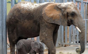 L'incendie s'est déclaré à promité du bâtiment qui abrite les éléphants, au zoo de Peaugres en Ardèche (illustration)