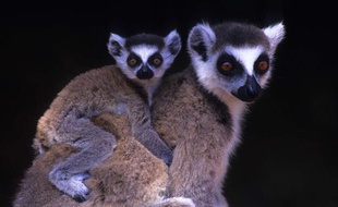 Des lémuriens à Madagascar.