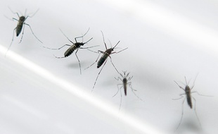 Photos d'archives montrant des moustiques tigres, vecteur du virus Zika, le 2 septembre 2010.
