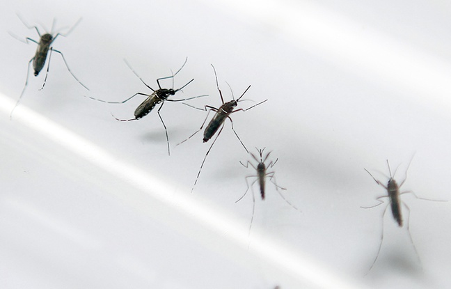 Photos d'archives montrant des moustiques tigres, vecteur du virus Zika, le 2 septembre 2010. Photos d'archives montrant des moustiques tigres, vecteur du virus Zika, le 2 septembre 2010.