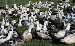 Depuis plusieurs semaines, un épisode de grippe aviaire frappe le Sud Ouest et en particulier les Landes.