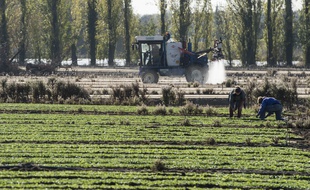 Des ouvriers dans un champ de mâche, le 24 octobre 2018 à Saint-Julien-de-Concelles (Loire-Atlantique).