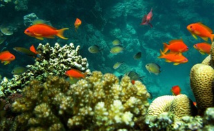 Des poissons nagent au milieu des récifs dans la mer rouge, à 30 km au nord de Djeddah (Arabie Saoudite), le 2 juin 2008