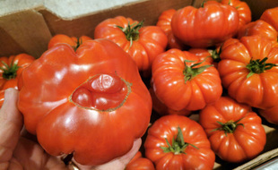 Illustration tomates