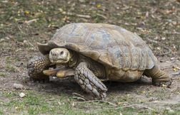 Une tortue géante africaine retrouvée mal en point dans une prairie