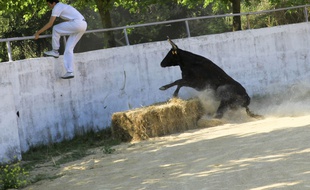 La course camarguaise représente plus de 200 clubs et 200 élevages.