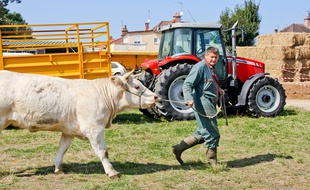 Comme les secteurs porcin et laitier, l'élevage bovin est en crise en France, où 10% des éleveurs pourraient bientôt déposer le bilan selon les estimations du 17 juillet 2015 du ministère de l'Agriculture. secteurs bovins, porcins et