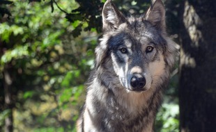 Un loup (illustration).