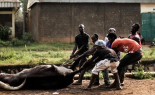 Des hommes trainent la carcasse d'un zébu dans un abattoir improvisé dans l'enclave musulmane du PK5 à Bangui en Centrafrique, le 4 décembre 2015
