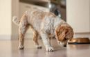 Ce que révèle le grattage du sol avant le repas chez votre chien : instinct ou simple manie ?