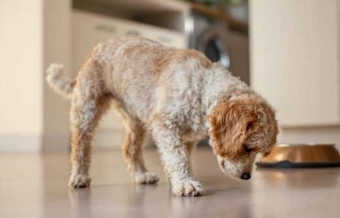 Ce que révèle le grattage du sol avant le repas chez votre chien : instinct ou simple manie ?