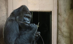 Un gorille dans un zoo (illustration).
