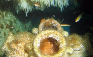 Les poissons ont repeuplé les fonds.