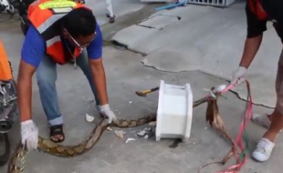 Un python de 3 mètres errait dans les canalisations.