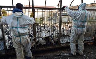 Des abattages préventifs sont réalisés pour endiguer l'épidémie de grippe aviaire qui sévit dans le Sud-Ouest.