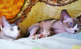 Des chats sphynx (illustration)