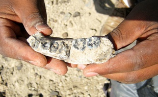 Une mandibule avec cinq dents datant de 2,8 millions d'années a été trouvée en Ethiopie.