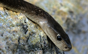 Deux mambas noirs se sont «battus» sur un parcours de golfe