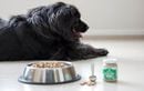 Suppléments alimentaires pour chien : utiles ou superflus si vous lui donnez déjà des croquettes ?