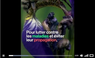 Pour lutter contre la propagation d'un virus, les abeilles adoptent des pratiques de protection