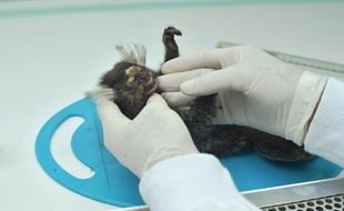 Un singe mort étudié par un scientifique à Rio.