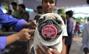 Un chien se fait vacciner dans un camp vétérinaire en Inde (Illustration).