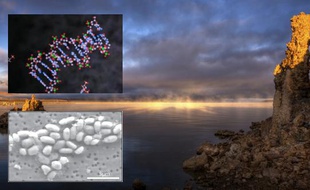 La Lac Mono Lake, en Californie, la bactérie GFAJ-1 et une modélisation de son ADN, avec les atomes d'arsenic en vert